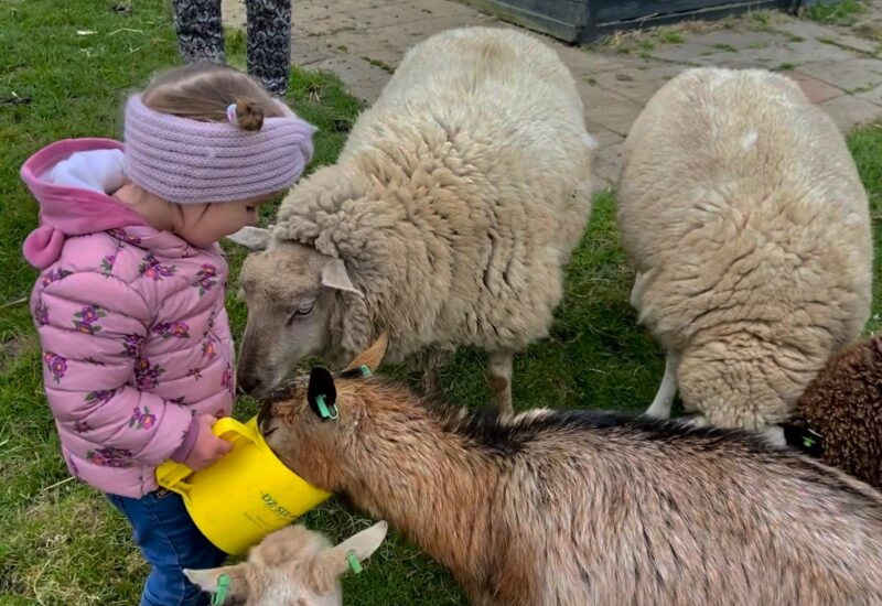 Bekijk deze afbeelding van Dieren knuffelen mag! op Dierenweide Goverwelle