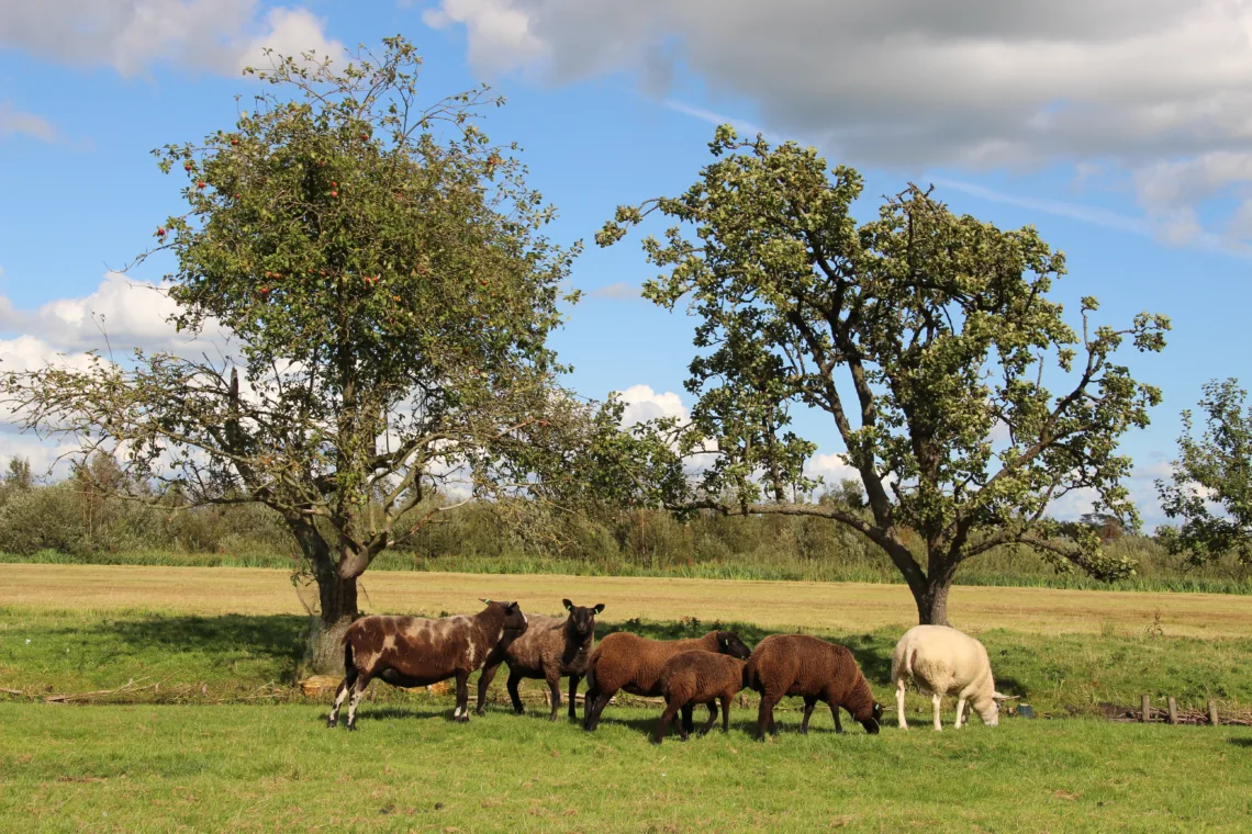 Afbeelding voor sidebar blok