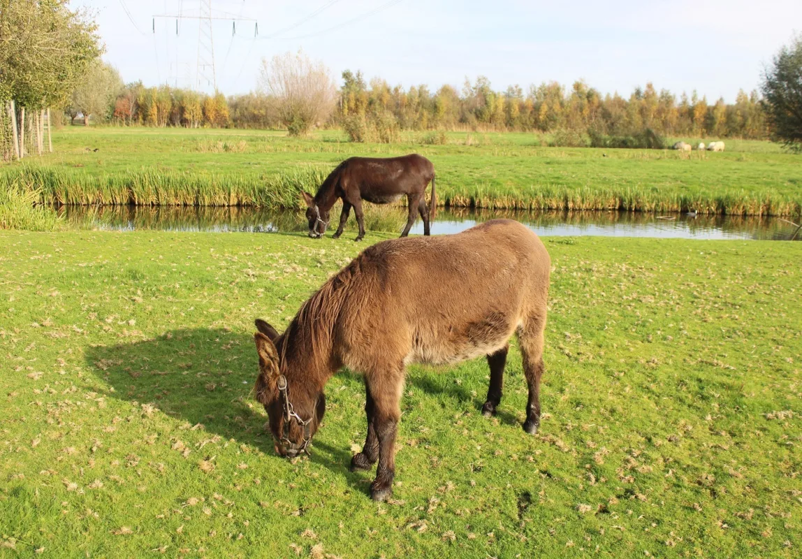 Bekijk deze afbeelding van Ezels op Dierenweide Goverwelle
