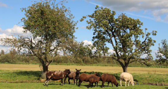 Bekijk deze afbeelding van blog Schapen* op Dierenweide Goverwelle