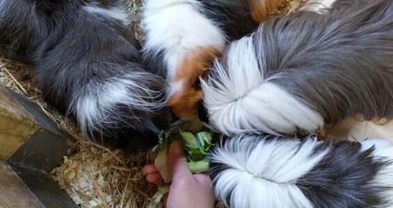 Bekijk deze afbeelding van blog Cavia's op Dierenweide Goverwelle