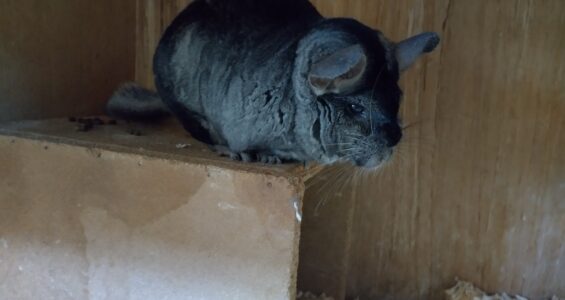 Bekijk deze afbeelding van blog Chinchilla op Dierenweide Goverwelle