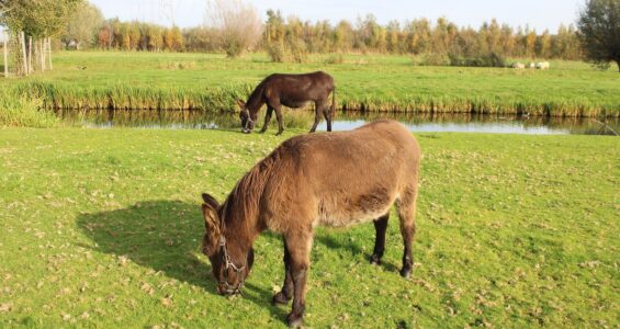 Bekijk deze afbeelding van blog Ezels op Dierenweide Goverwelle