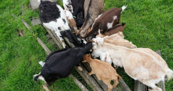 Bekijk deze afbeelding van blog Geiten op Dierenweide Goverwelle