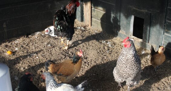 Bekijk deze afbeelding van blog Kippen op Dierenweide Goverwelle