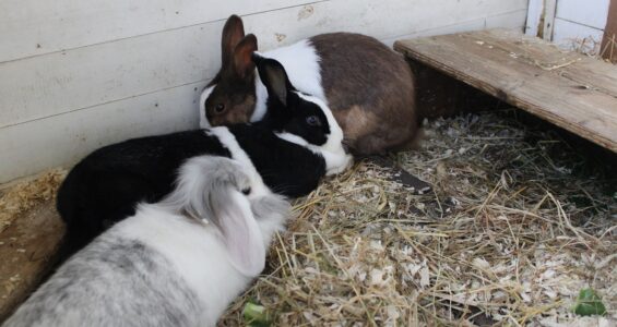 Bekijk deze afbeelding van blog Konijnen op Dierenweide Goverwelle