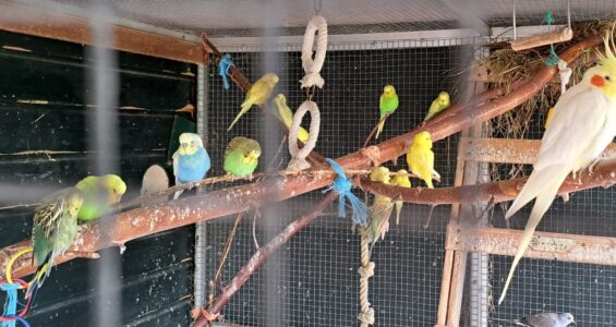 Bekijk deze afbeelding van blog Volière vogels op Dierenweide Goverwelle