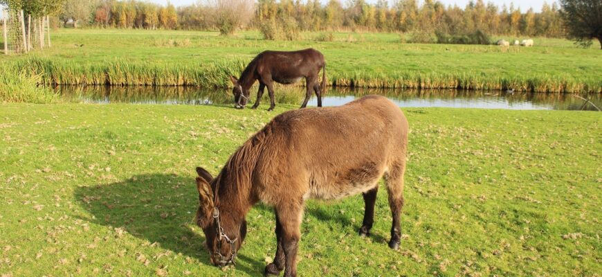 Bekijk deze afbeelding van Ezels op Dierenweide Goverwelle