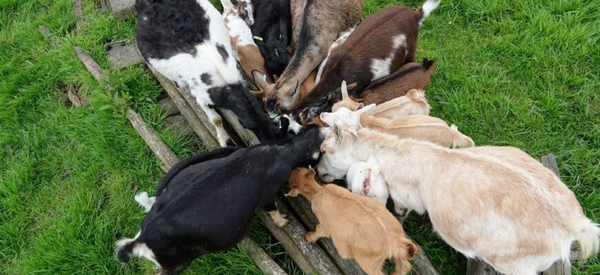 Bekijk deze afbeelding van Geiten op Dierenweide Goverwelle